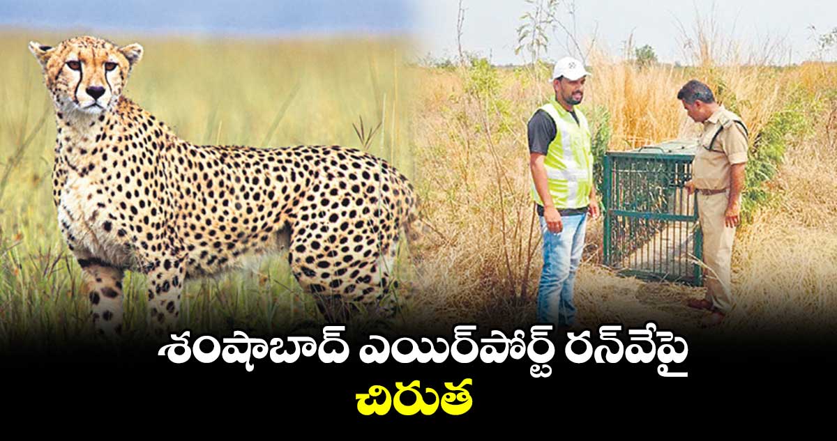 శంషాబాద్ ఎయిర్​పోర్ట్ రన్‌‌వేపై చిరుత