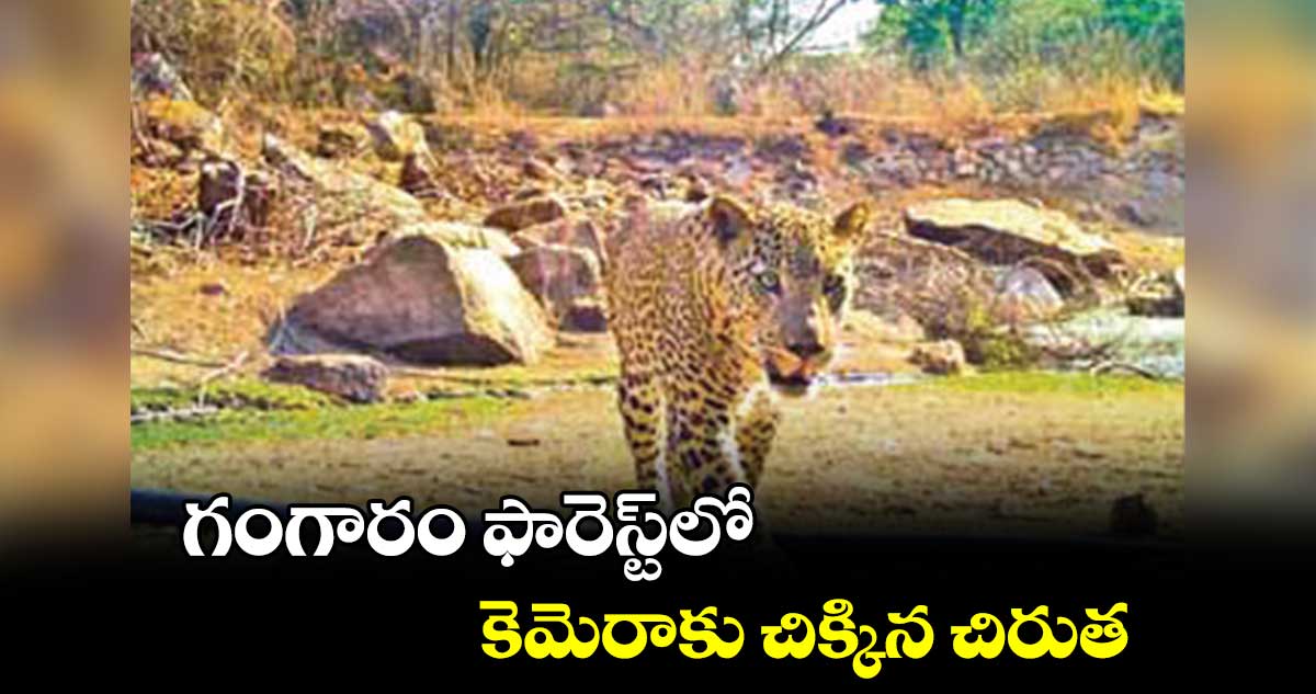 గంగారం ఫారెస్ట్⁬లో కెమెరాకు చిక్కిన చిరుత