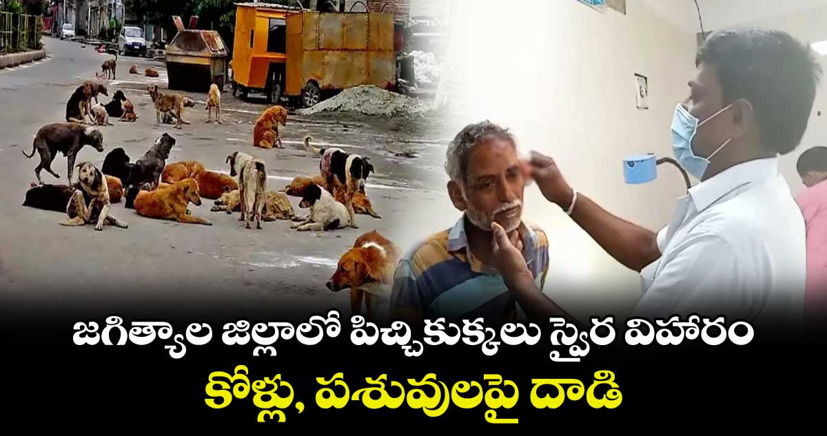 జగిత్యాల జిల్లాలో పిచ్చికుక్కలు స్వైర విహారం ..  కోళ్లు, పశువులపై దాడి 