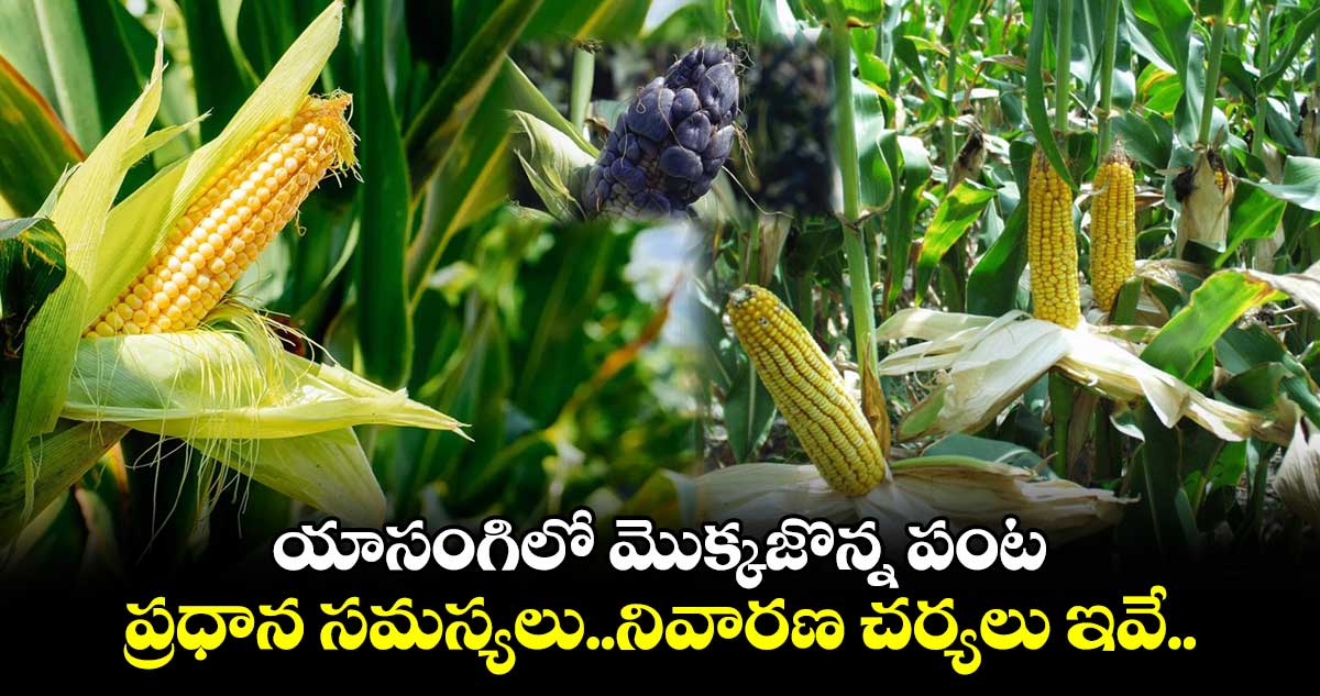 యాసంగిలో మొక్కజొన్న పంట... ప్రధాన సమస్యలు.. నివారణ చర్యలు ఇవే..