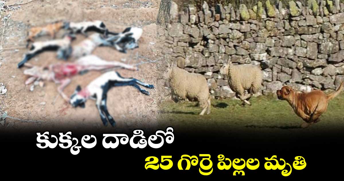 కుక్కల దాడిలో 25 గొర్రె పిల్లల మృతి