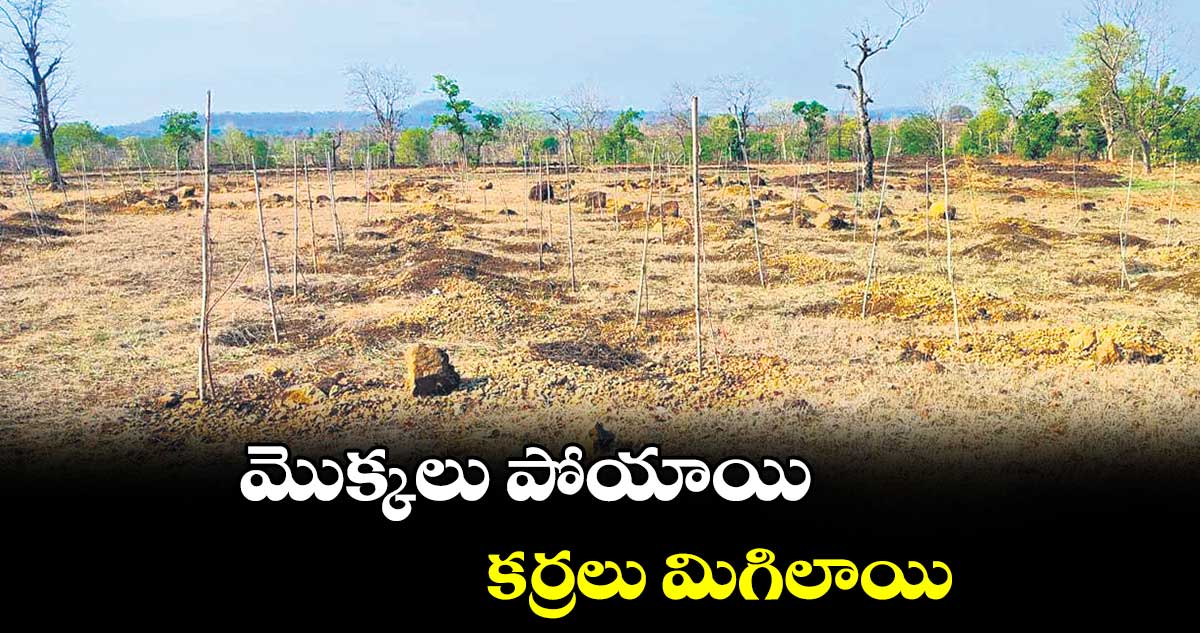 మొక్కలు పోయాయి.. కర్రలు మిగిలాయి