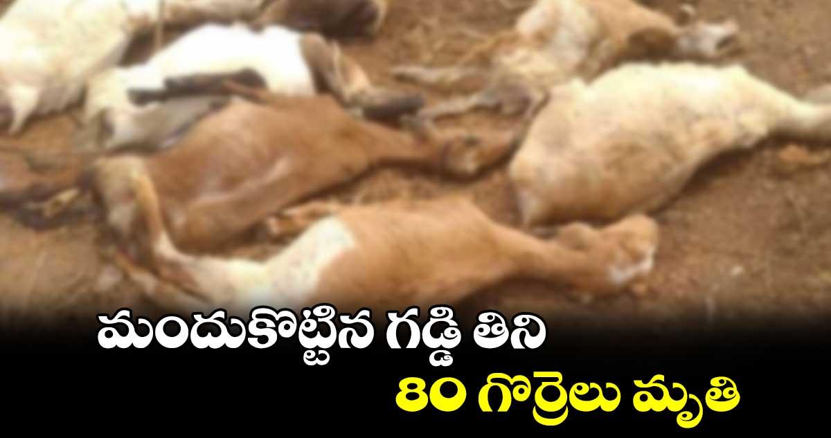 మందుకొట్టిన గడ్డి తిని 80 గొర్రెలు మృతి