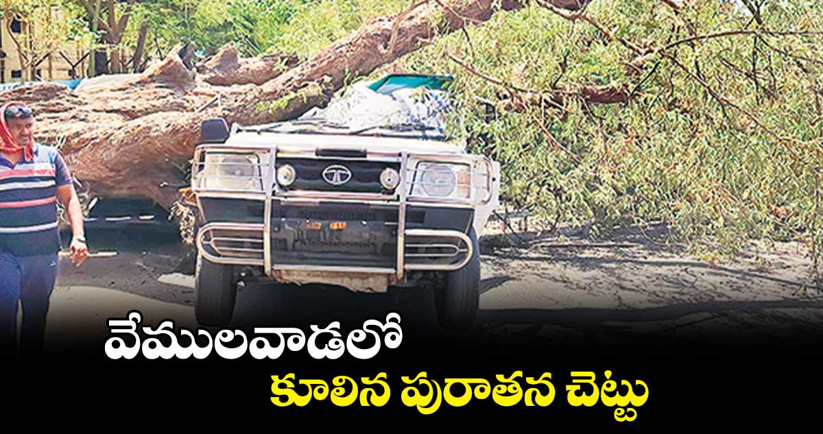 వేములవాడలో కూలిన పురాతన చెట్టు