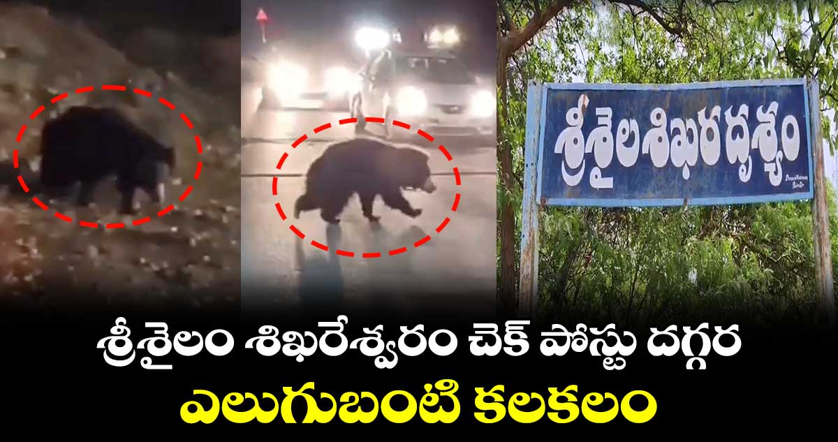 శ్రీశైలం శిఖరేశ్వరం చెక్​ పోస్టు దగ్గర ఎలుగుబంటి కలకలం