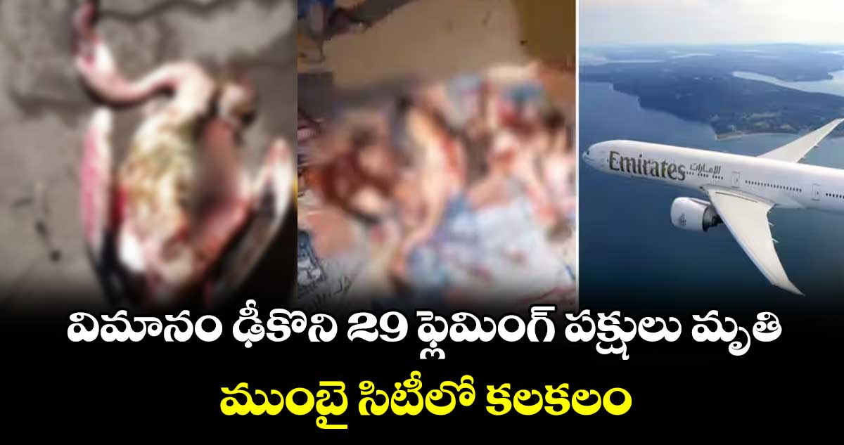 విమానం ఢీకొని 29 ఫ్లెమింగ్ పక్షులు మృతి.. ముంబై సిటీలో కలకలం