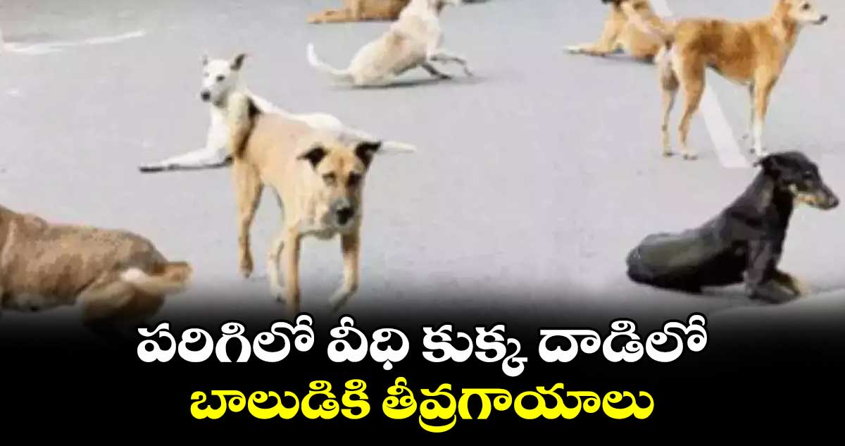 పరిగిలో వీధి కుక్క దాడిలో బాలుడికి తీవ్రగాయాలు