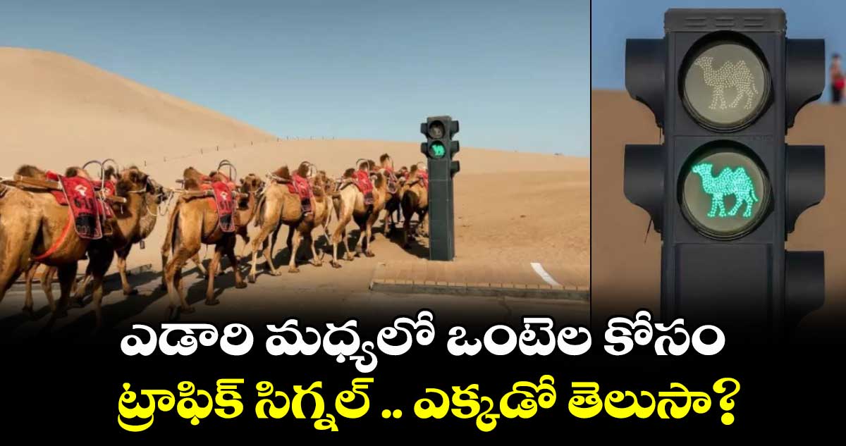 ఎడారి మధ్యలో ఒంటెల కోసం ట్రాఫిక్ సిగ్నల్ .. ఎక్కడో తెలుసా?