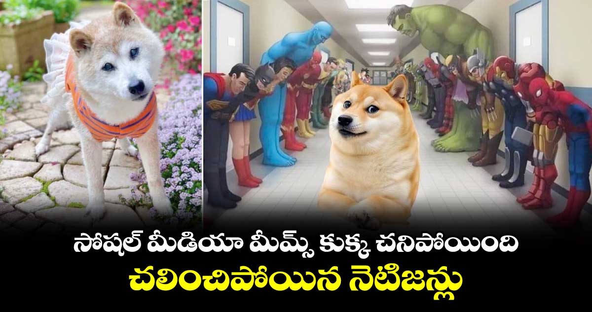 RIP : సోషల్ మీడియా మీమ్స్ కుక్క చనిపోయింది.. చలించిపోయిన నెటిజన్లు