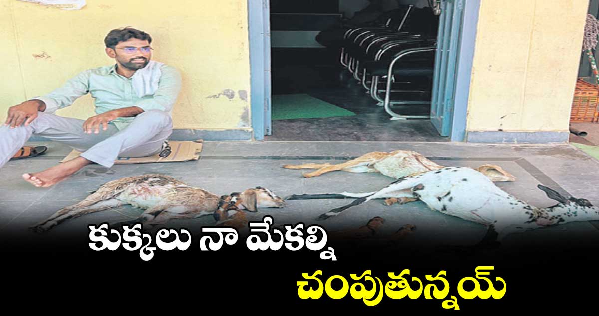 కుక్కలు నా మేకల్ని చంపుతున్నయ్‌‌‌‌‌‌‌‌