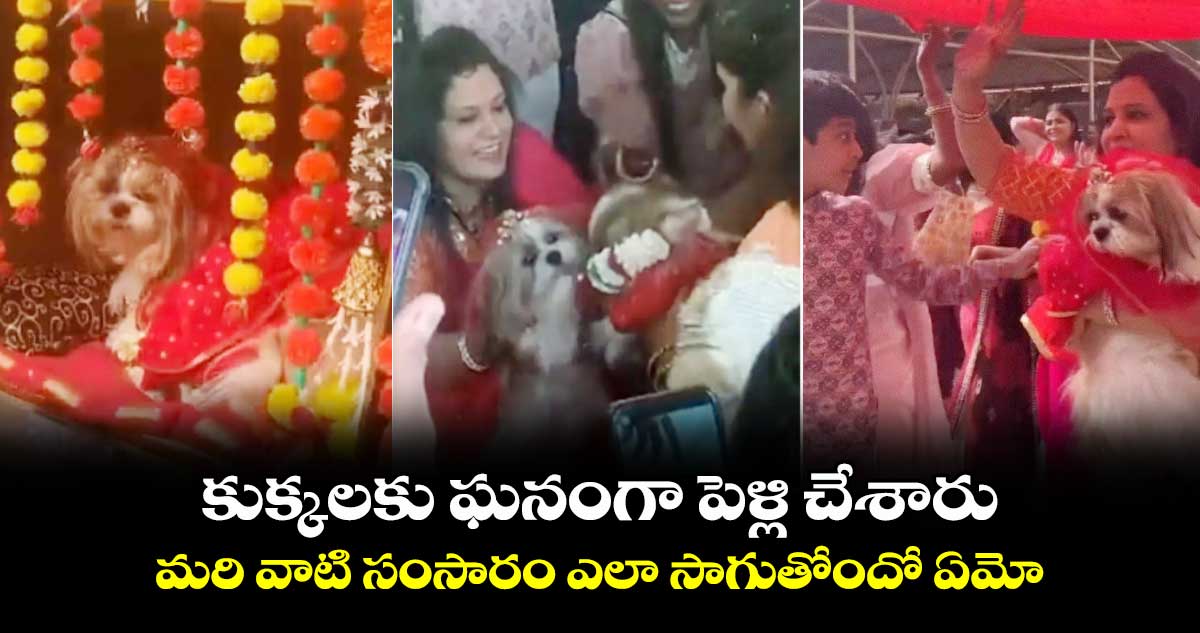 Video Viral: కుక్కలకు ఘనంగా పెళ్లి చేశారు...మరి వాటి సంసారం ఎలా సాగుతోందో ఏమో...