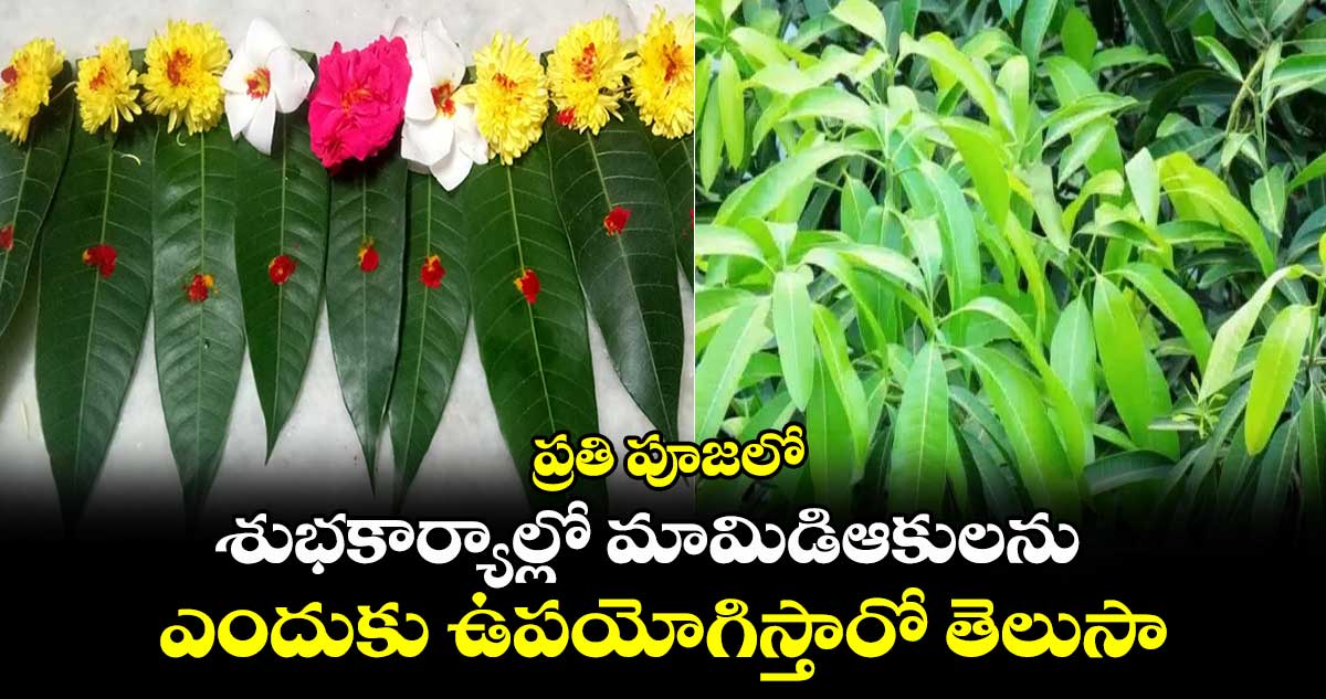  ప్రతి పూజలో.. శుభకార్యాల్లో మామిడిఆకులను ఎందుకు ఉపయోగిస్తారో తెలుసా..