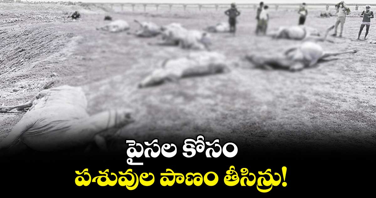 పైసల కోసం పశువుల పాణం తీసిన్రు!