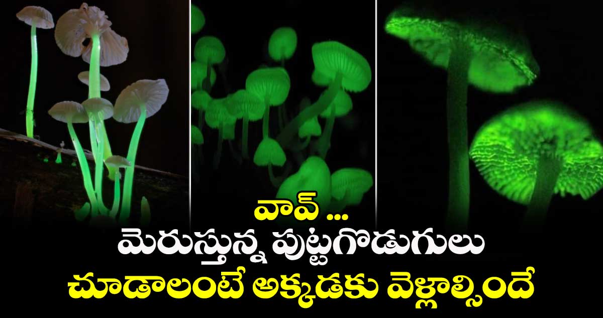 వావ్ : మెరుస్తున్న పుట్టగొడుగులు.. చూడాలంటే అక్కడకు వెళ్లాల్సిందే..