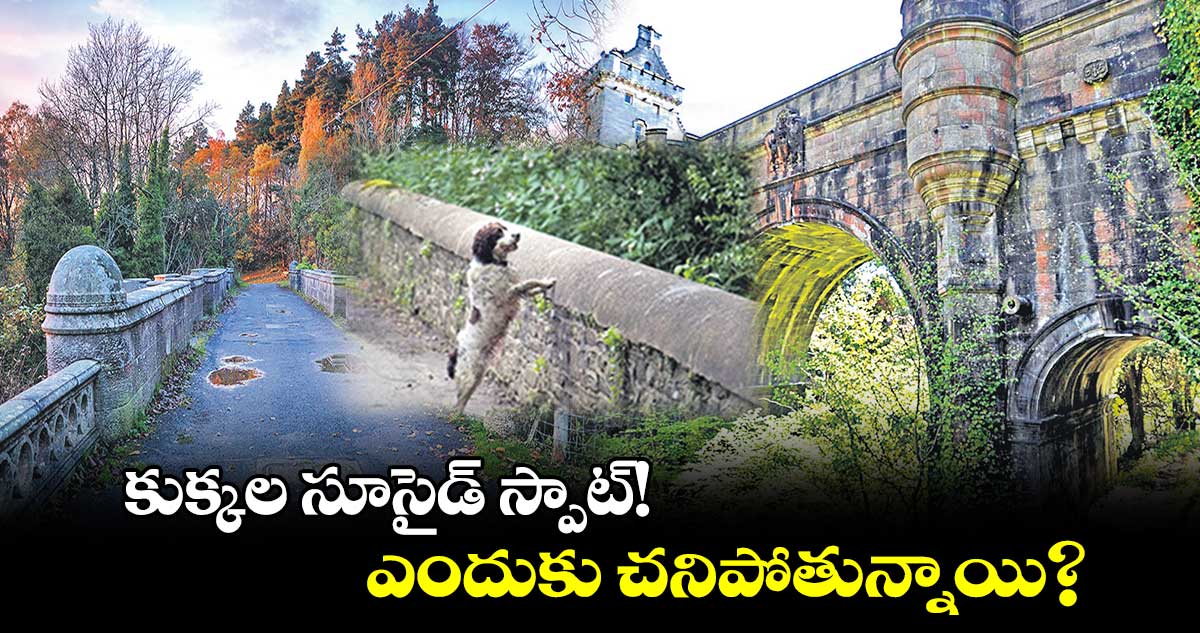 మిస్టరీ : కుక్కల సూసైడ్ స్పాట్‌‌!..ఎందుకు చనిపోతున్నాయి? 