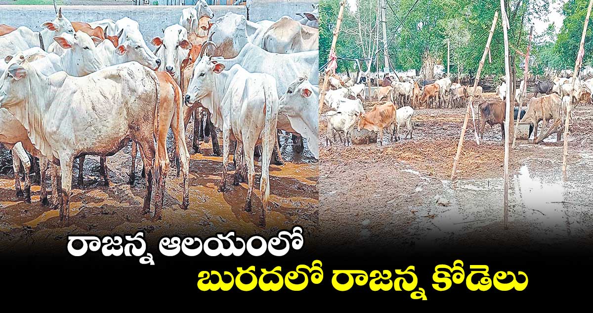 రాజన్న ఆలయంలో బురదలో రాజన్న కోడెలు