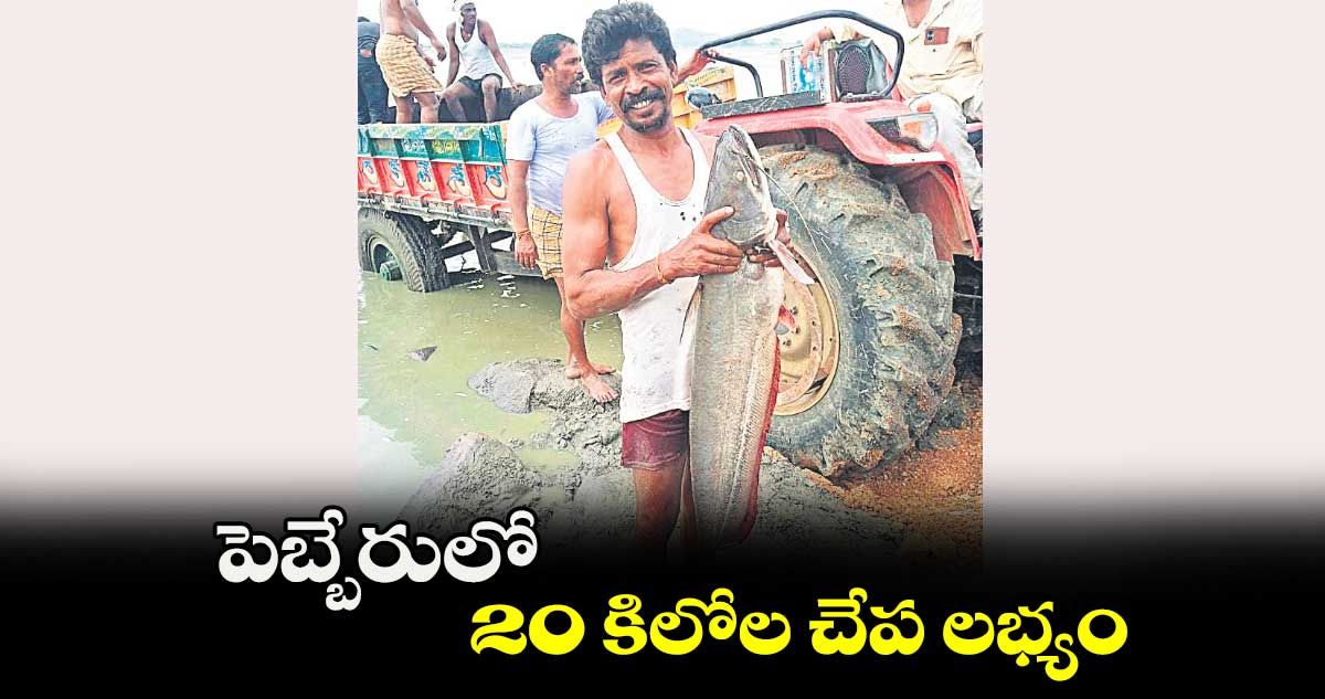 పెబ్బేరులో 20 కిలోల చేప లభ్యం