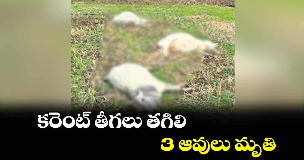 కరెంట్ తీగలు తగిలి 3 ఆవులు మృతి