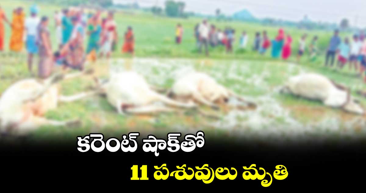 కరెంట్‌‌‌‌ షాక్‌‌‌‌తో 11 పశువులు మృతి