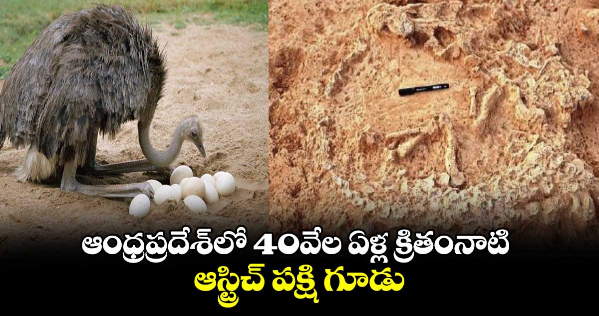 ఆంధ్రప్రదేశ్‌లో 40వేల ఏళ్ల క్రితంనాటి ఆస్ట్రిచ్ పక్షి గూడు