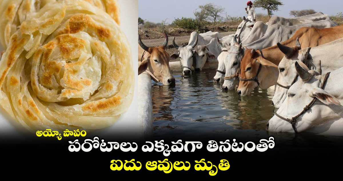 అయ్యో పాపం : పరోటాలు ఎక్కవగా తినటంతో.. ఐదు ఆవులు మృతి