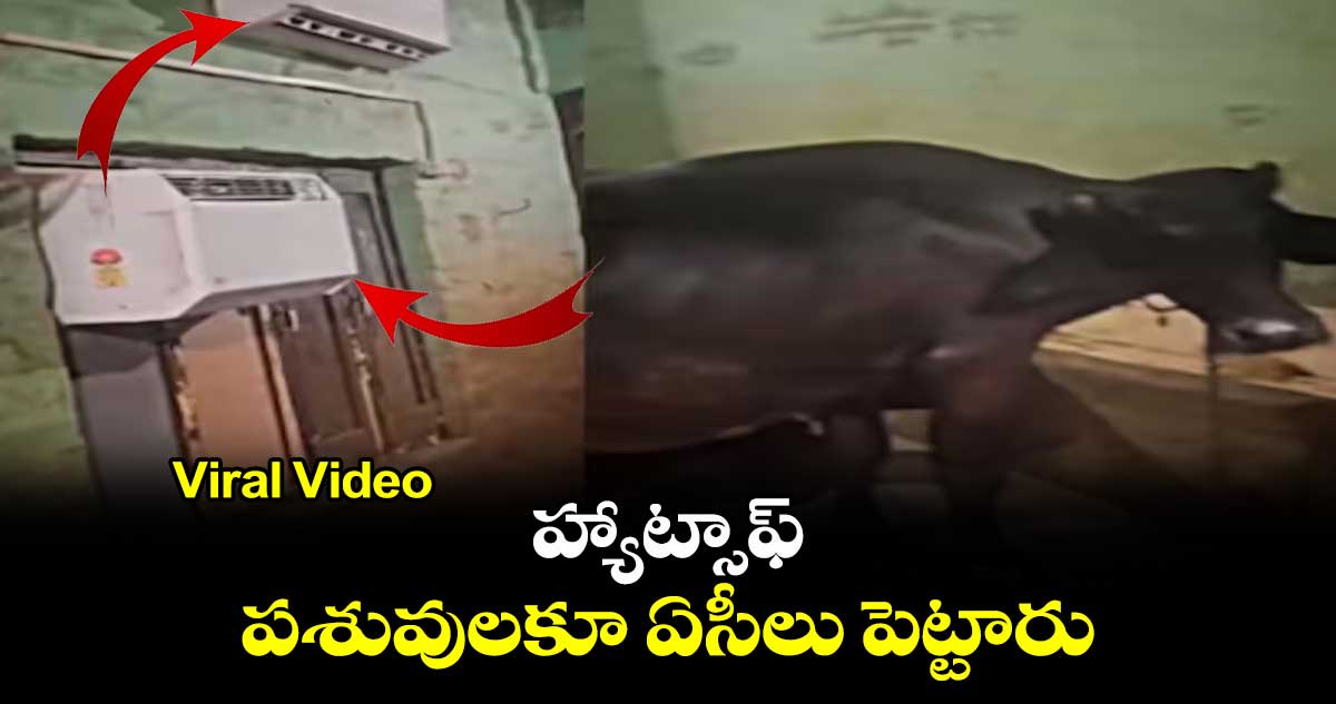 Viral Video: హ్యాట్సాఫ్ : పశువులకూ ఏసీలు పెట్టారు