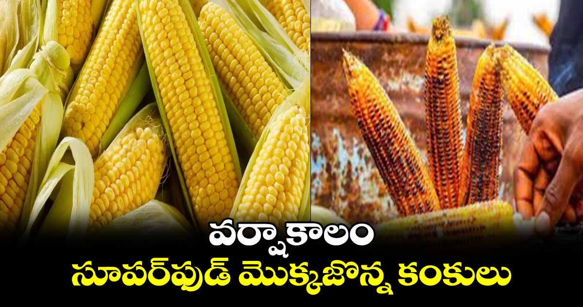 Rainy Season Super Food: వర్షాకాలం.. సూపర్​ఫుడ్​ మొక్కజొన్న కంకులు