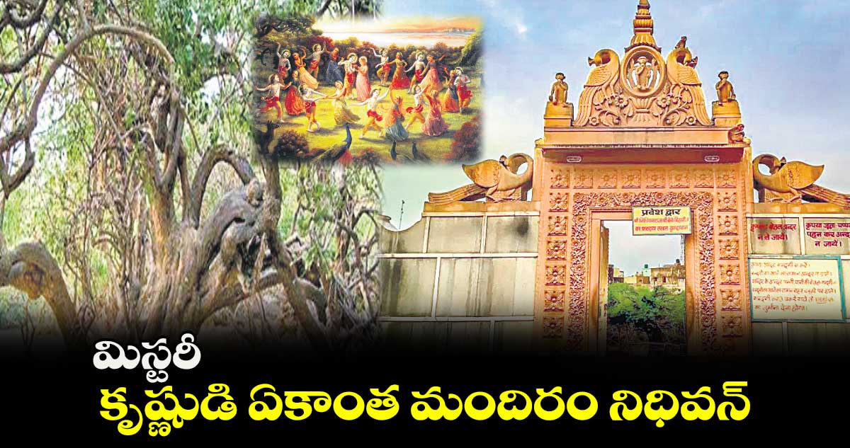 మిస్టరీ : కృష్ణుడి ఏకాంత మందిరం నిధివన్‌