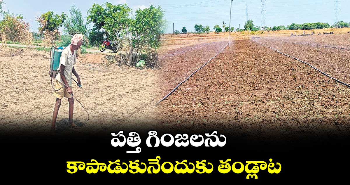 పత్తి గింజలను కాపాడుకునేందుకు తండ్లాట