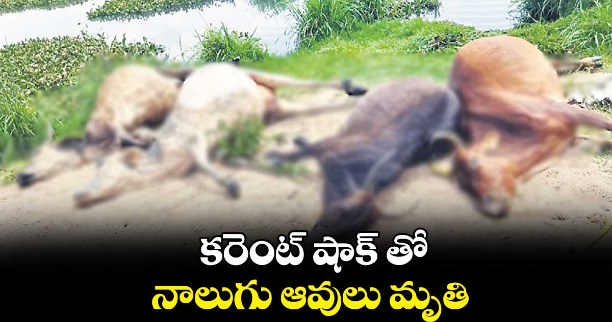 కరెంట్ షాక్‌‌ తో నాలుగు ఆవులు మృతి  