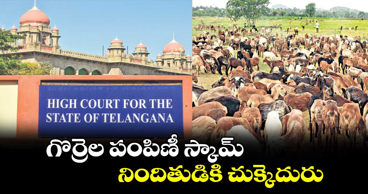 గొర్రెల పంపిణీ స్కామ్ నిందితుడికి చుక్కెదురు