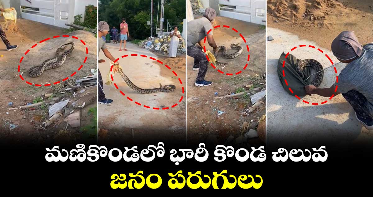 మణికొండలో భారీ కొండ చిలువ.. జనం పరుగులు