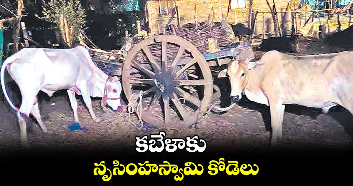 కబేళాకు నృసింహస్వామి కోడెలు