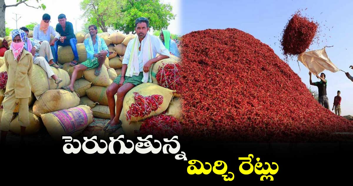 పెరుగుతున్న మిర్చి రేట్లు
