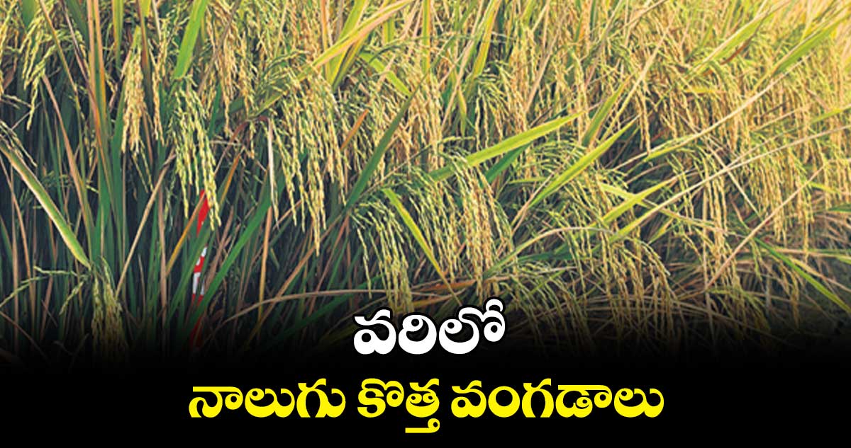 వరిలో నాలుగు కొత్త వంగడాలు
