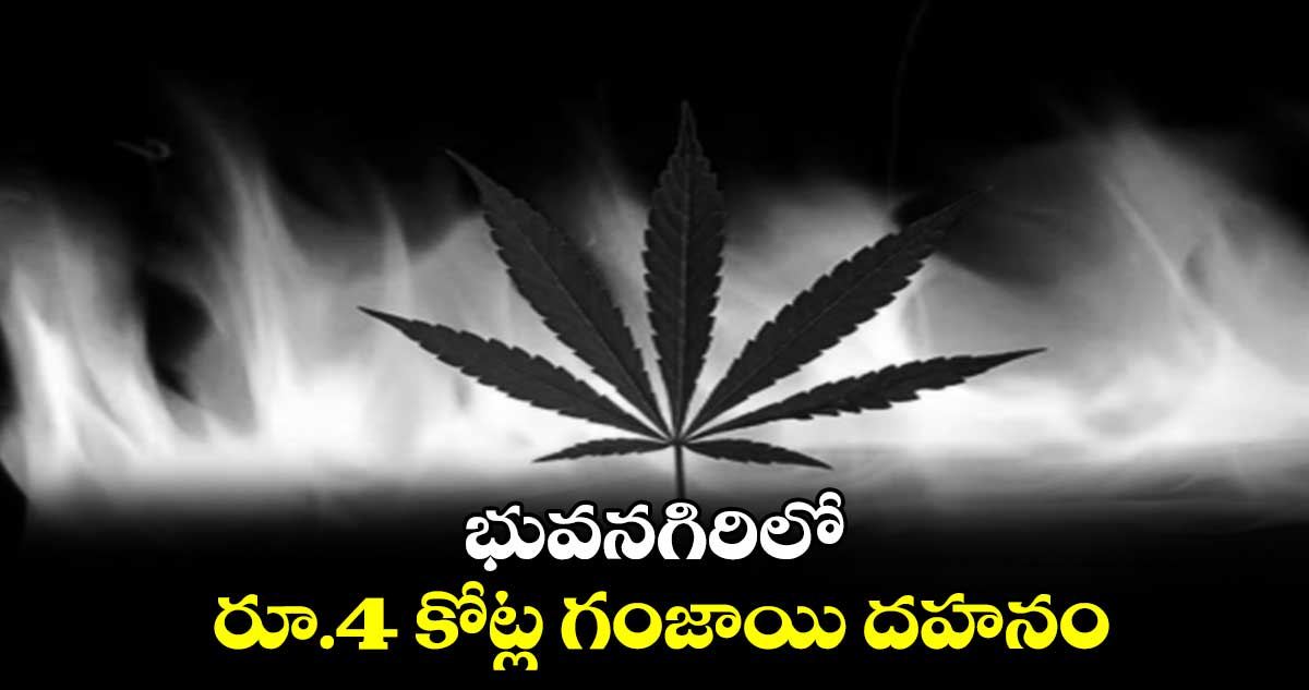 భువనగిరిలో  రూ.4 కోట్ల గంజాయి దహనం