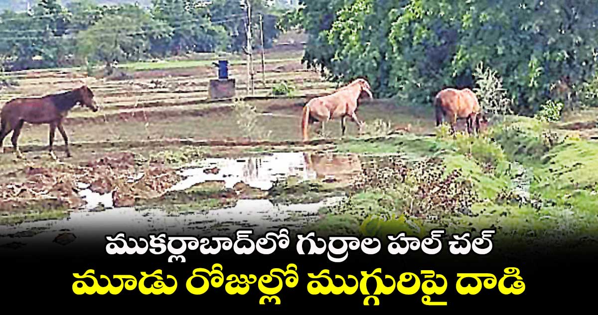 ముకర్లాబాద్​లో గుర్రాల హల్ చల్.. మూడు రోజుల్లో ముగ్గురిపై దాడి