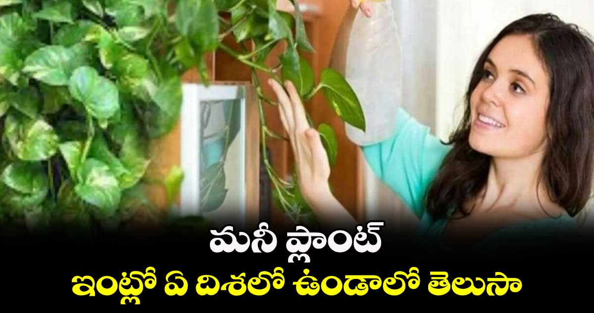 మనీ ప్లాంట్​  ఇంట్లో ఏ దిశలో ఉండాలో తెలుసా... 