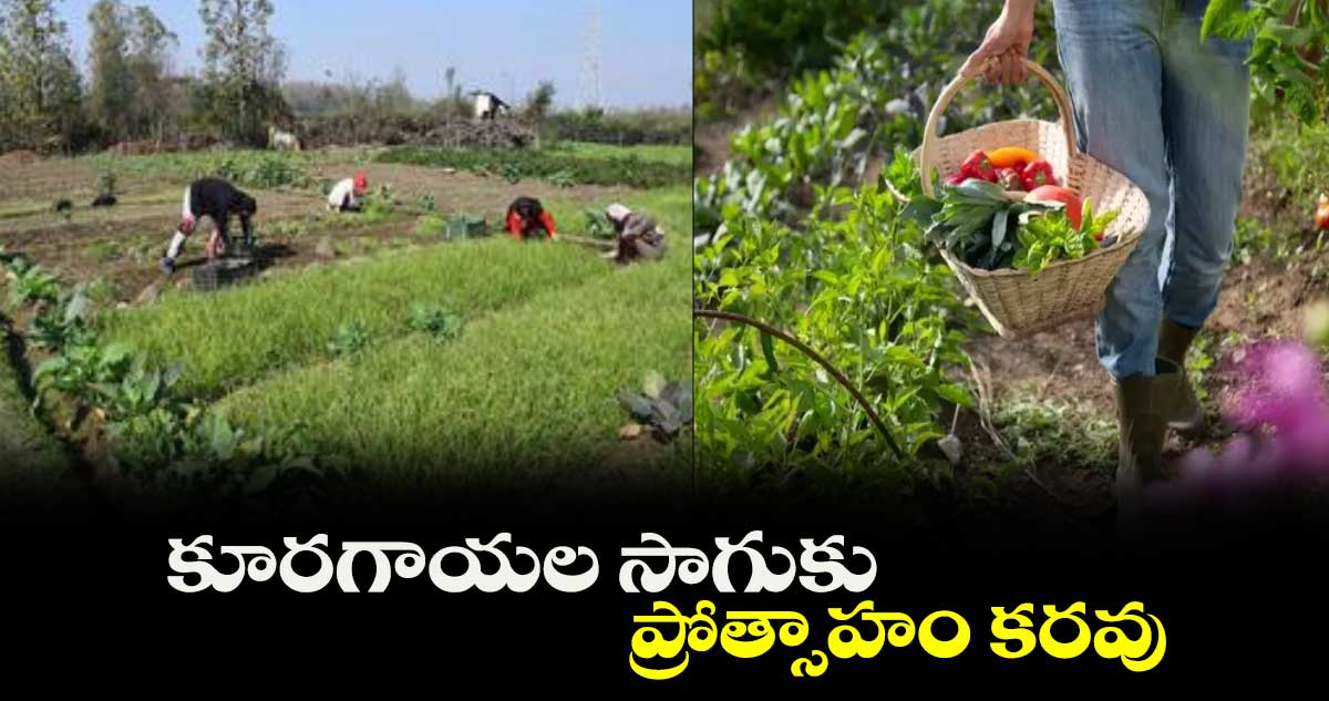 కూరగాయల సాగుకు ప్రోత్సాహం కరవు