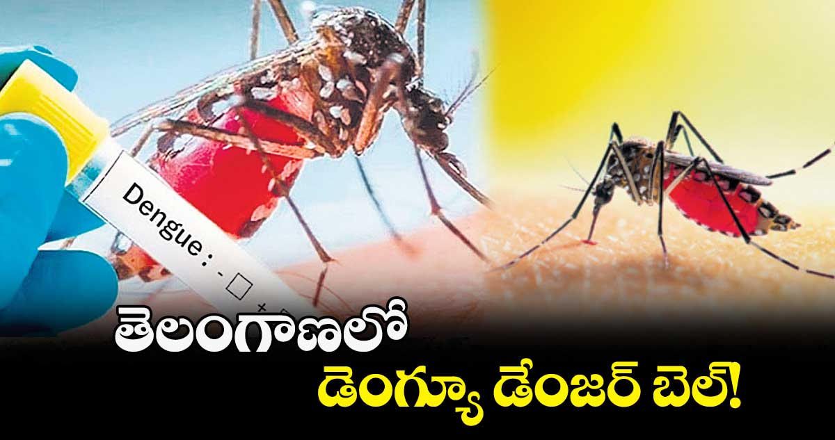 తెలంగాణలో డెంగ్యూ డేంజర్ బెల్​!