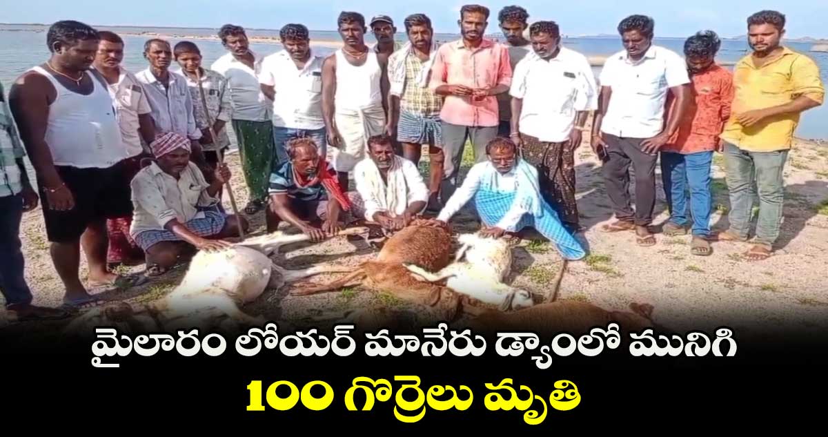 మైలారం లోయర్​ మానేరు డ్యాంలో మునిగి 100 గొర్రెలు మృతి