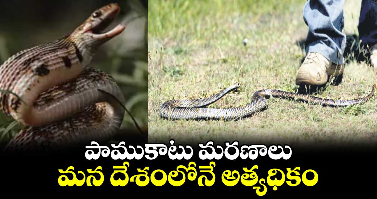 పాముకాటు మరణాలు మన దేశంలోనే అత్యధికం: రాజీవ్ ప్రతాప్