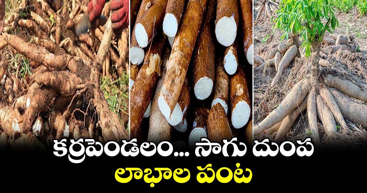 Agricultural:  .కర్రపెండలం... సాగు దుంప .. లాభాల పంట