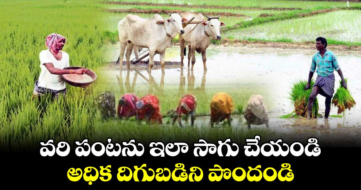 Agricultural: వరి పంటను ఇలా సాగు చేయండి.. అధిక దిగుబడిని పొందండి