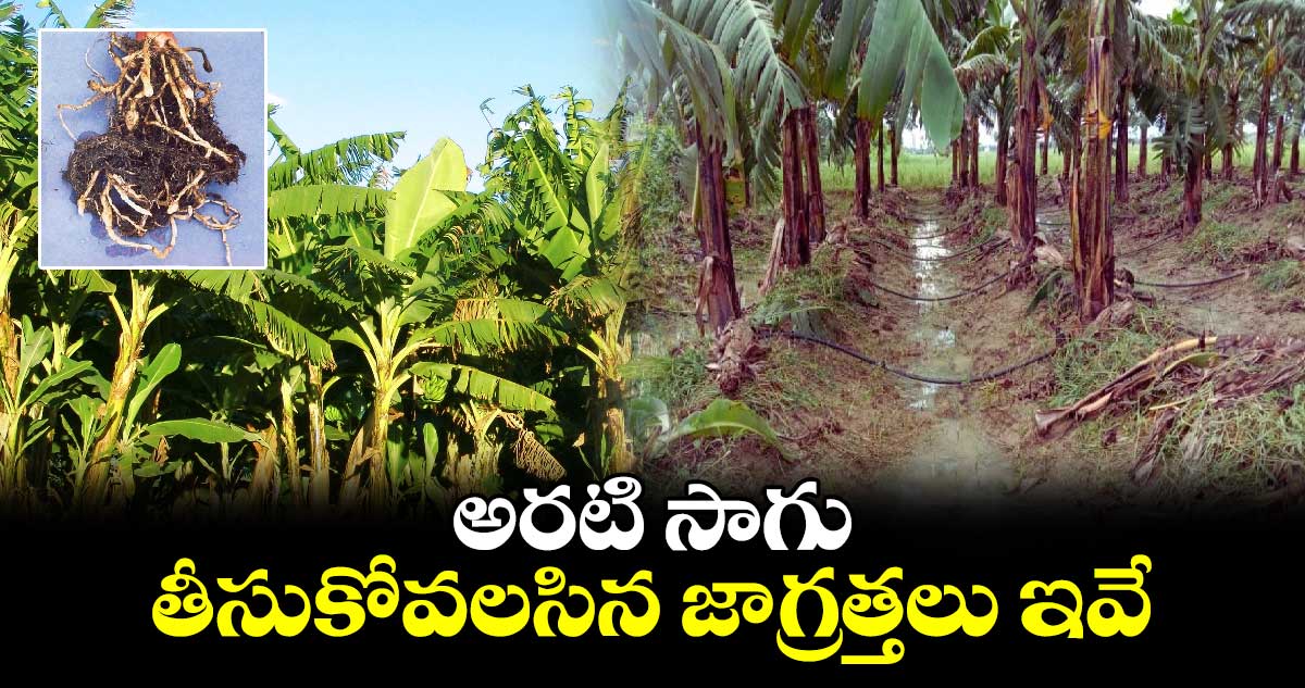 Agricultural:  అరటి సాగు... తీసుకోవలసిన జాగ్రత్తలు ఇవే..