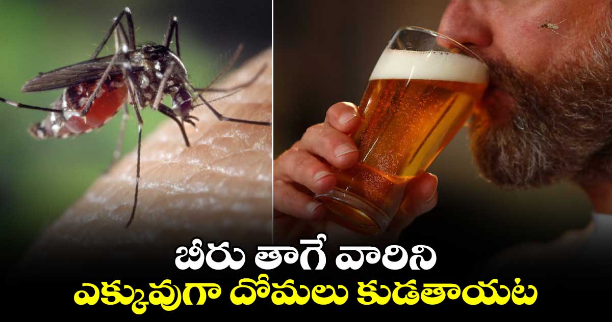 బీరు తాగే వారిని ఎక్కువుగా దోమలు కుడతాయట..