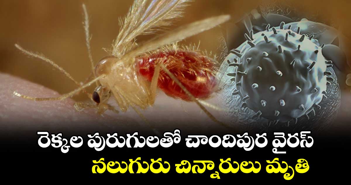 రెక్కల పురుగులతో చాందిపుర వైర‌స్ : నలుగురు చిన్నారులు మృతి 