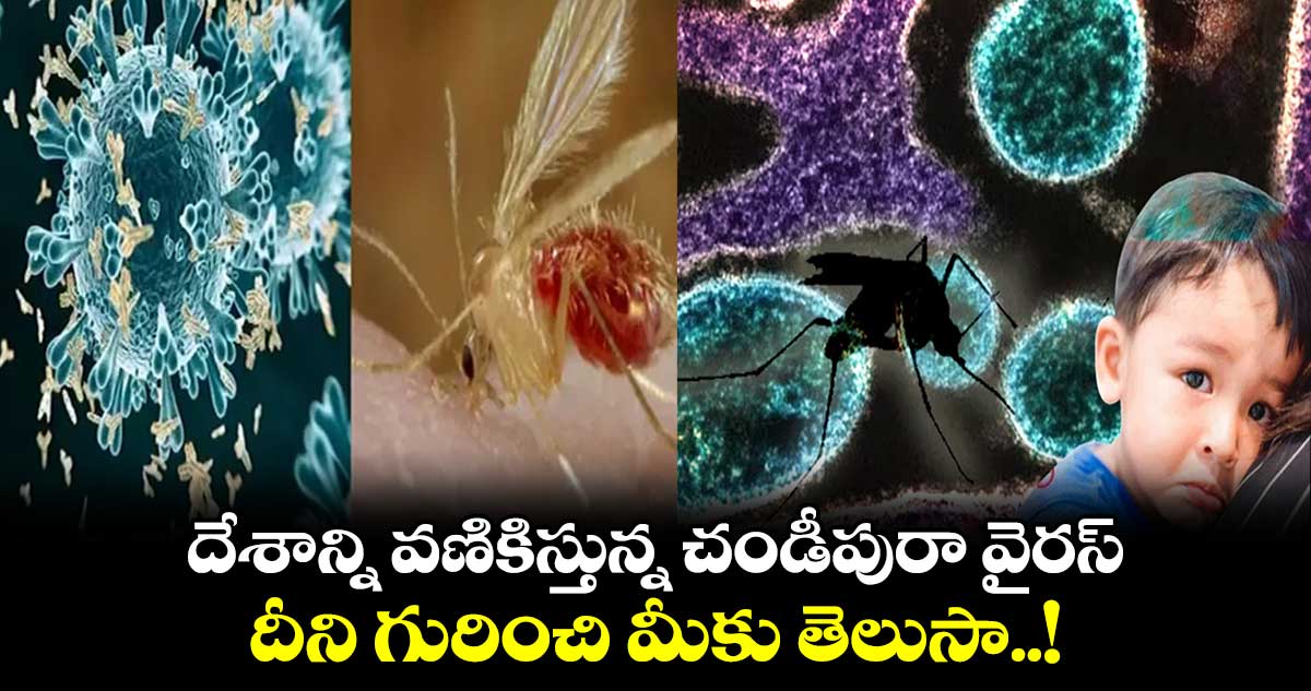 దేశాన్ని వణికిస్తున్న చండీపురా వైరస్.. దీని గురించి మీకు తెలుసా..!