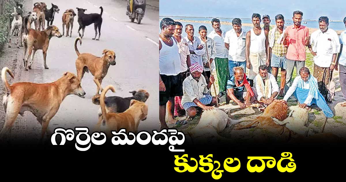 గొర్రెల మందపై కుక్కల దాడి