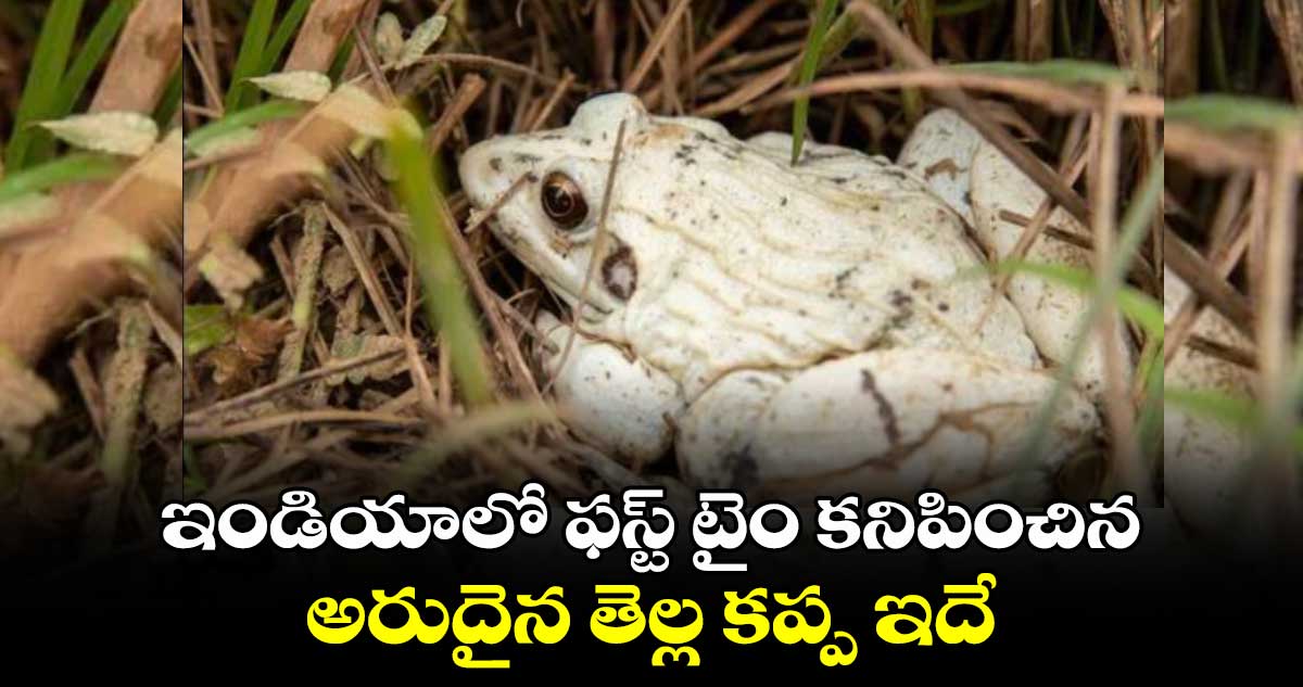 ఇండియాలో ఫస్ట్ టైం కనిపించిన అరుదైన తెల్ల కప్ప ఇదే